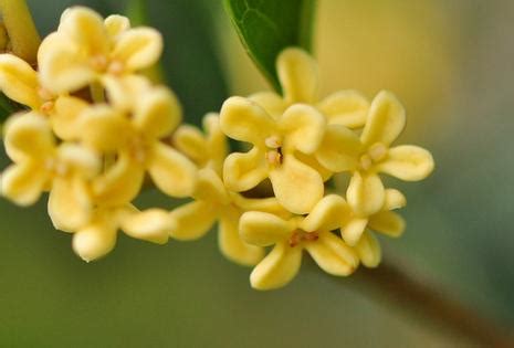 桂花幾月開花|桂花開花倒計時